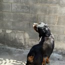 마냐나코리아 이미지