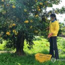 김건희농장 이미지