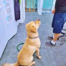 도그토피아 이미지