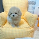 늘 함께하 개 이미지