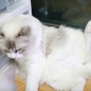 랙돌캐터리올리비아 이미지