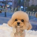 자연앤동물병원 미용실 네이버블로그