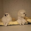 부천애견호텔 멍미텔 이미지