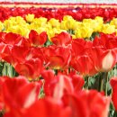 2025 섬 튤립축제 이미지