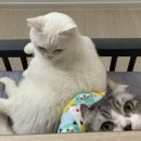 서울햇빛동물병원 이미지