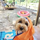 자연애민박 | 전북 애견동반 계곡 자연애산장에 또 방문하고 왔어요. (식당 편)