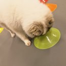 헬로멍뭉 이미지