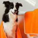 오렌지펫 이미지