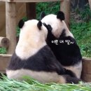 바오아이 이미지