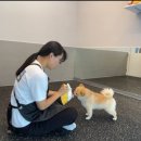 바른댕댕 애견유치원 이미지