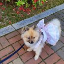 안젤라펫 이미지