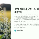 참깨 파종시기, 심는시기 방법 총정리 TOP5