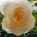 화이트 클라우드 이미지