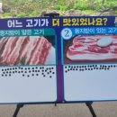 제주 돼지고기 &#39;6시간 무제한 시식 평가회&#39; 이미지