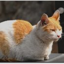 고양이세수 이미지