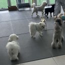 리츠펫 동탄능동점 이미지