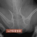 의정부 24시 IU 동물병원 이미지