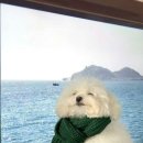 털뭉치 이미지