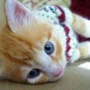 이쁜냥이 이미지