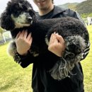 바우삼춘