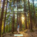 평창 모나용평 리조트 애니포레 | 자연 속 교감과 치유의 숲 이미지