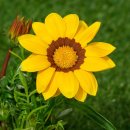 가자니아 이미지