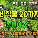 4월 주말농장 키우기 쉬운 텃밭작물과 심는 시기! *대파 모종 실파 파종, 땅콩모종 심기와 씨땅콩 직파 방법 이미지