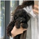 멍그레 | 인천말티푸 우리 가족이 된 귀여운 친구, 행복한 분양 후기