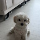 마트24 | 대전 애견용품점 추천 오정동 펫마트 24시 연중무휴 내돈내산 후기