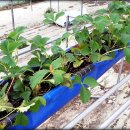 김용선 농장 이미지