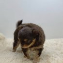 러블리펫 | 인천 구월동 강아지 고양이 애견 분양 소개드릴게요