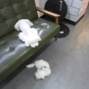 비비펫미용 이미지