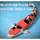 코이