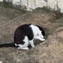 이디야창동제일점 | 7월 일상. Janghwashin is a cat! 장화신은 고양이!