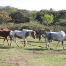 헨젤과 그레텔 이미지