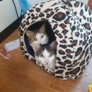 여울그루밍 이미지