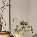 펫도그 애견스쿨 이미지