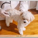 무안동물병원 이미지