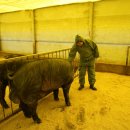 억대축산 이미지