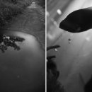 자연담은 이미지