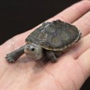 윙크 울산성남점 | 뉴런왕국에서 뉴런거북이왕국으로 승격하였습니다!! 노던테라핀,세줄머드,이스턴머드터틀 친구들 대량...