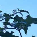 하늘비, 모리셔스를 가다(2) - 타마린드 폭포 이미지