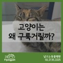 꾹꾹이 하는 고양이(kneading cats) 네이버블로그