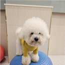 부산애견호텔 댕스스쿨 이미지