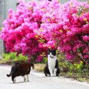 꽃냥이 이미지