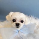 살롱드베베 이미지