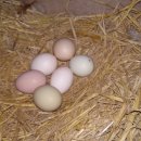 자유농장 이미지