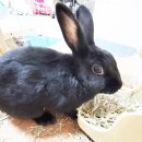 유희농장 이미지