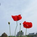 통영국제음악당 이미지