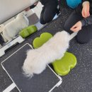 (주)하울팟케어클럽 | 하울팟 한남점 | 반려견 피트니스 클래스 오픈!